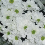 Schnittblumen